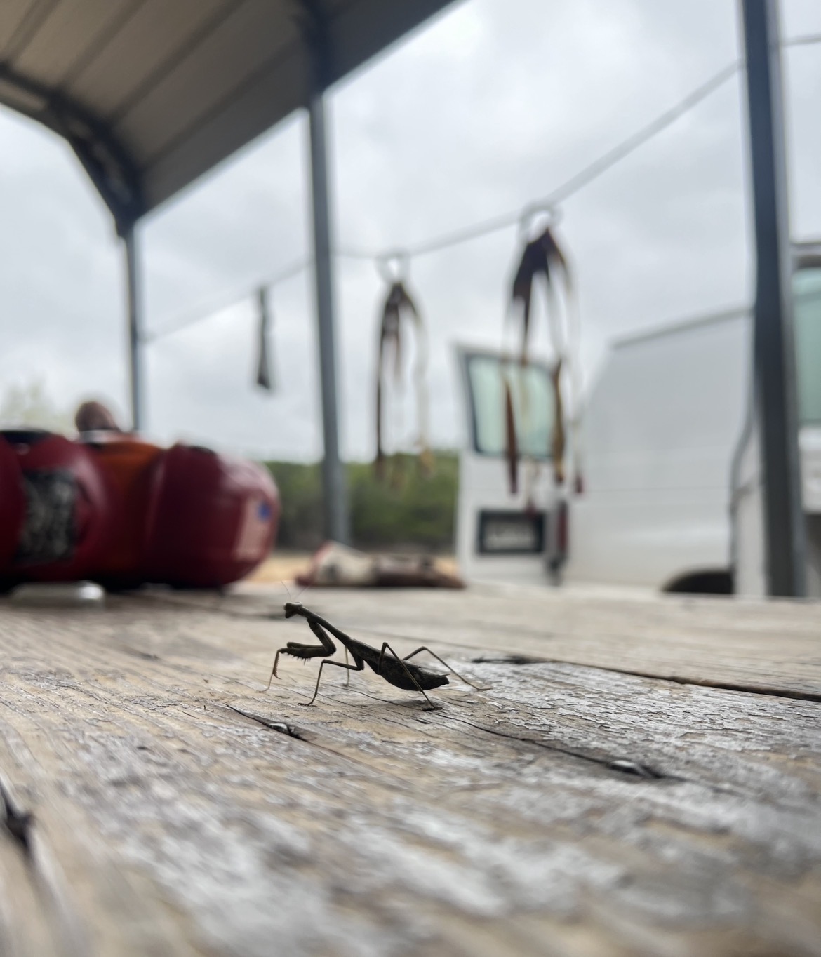 praying mantis on table
